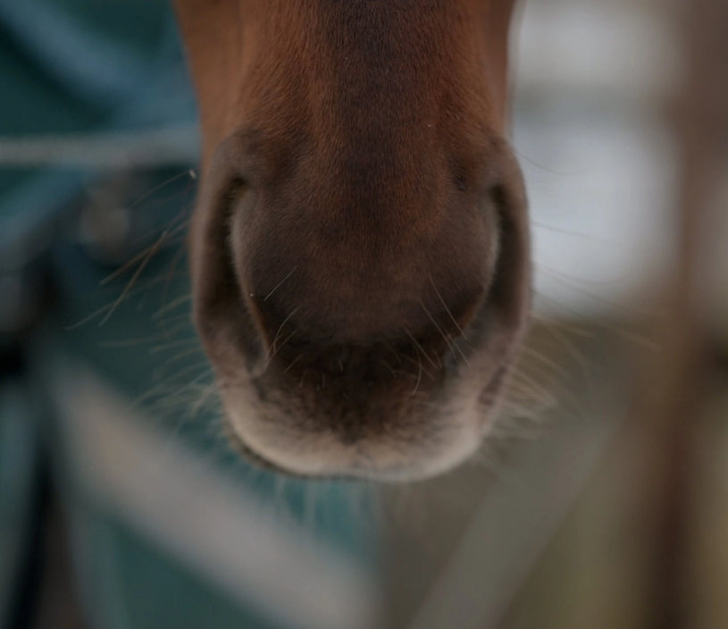 template--20301120700637__lookbook