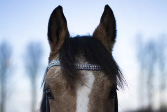 Bling your horse Rainbow Blue