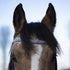 Bling your horse Rainbow Blue