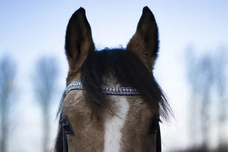 Bling your horse Rainbow Blue