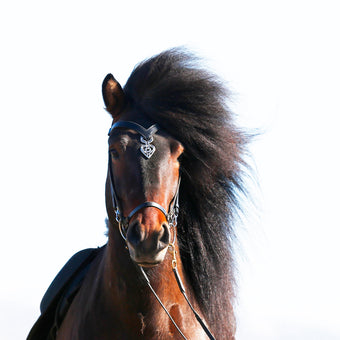 Islensk hodelag SLEIPNIR