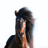 Islensk hodelag SLEIPNIR