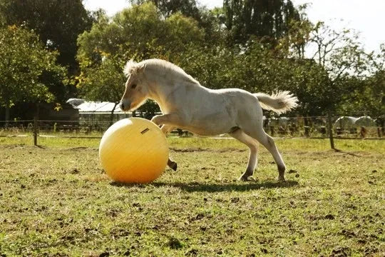Maximus Leke Ball