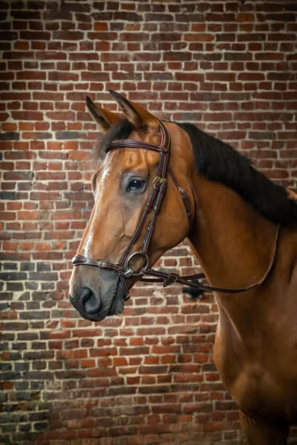 dyon drop noseband hodelag