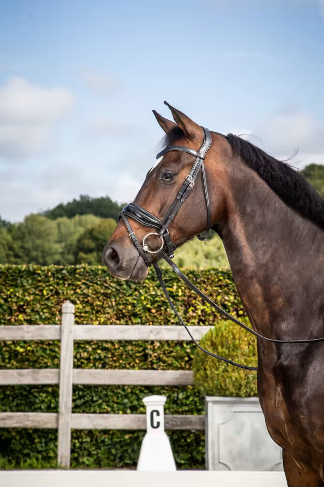 Dyon Crank noseband with flash - lakk