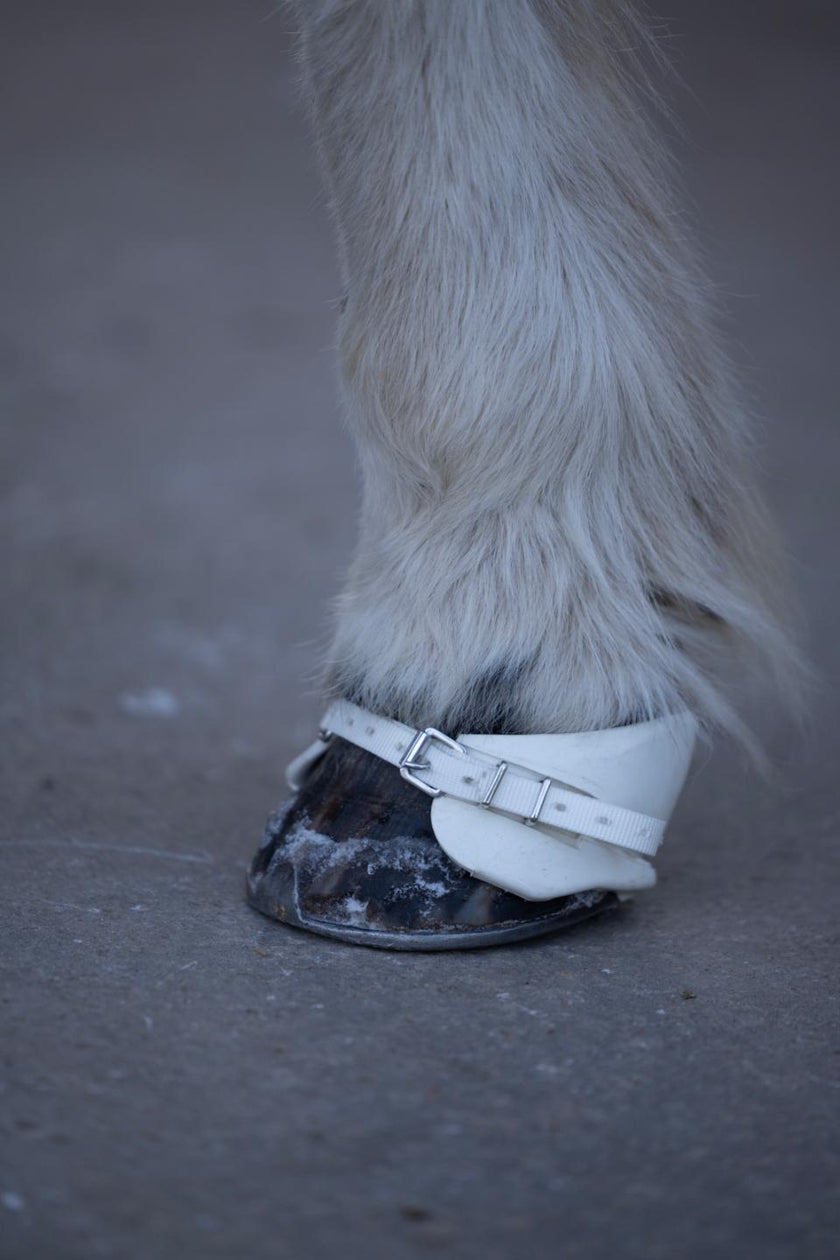 Vektboots til Islandshest