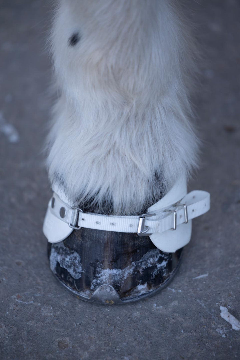 Vektboots til Islandshest