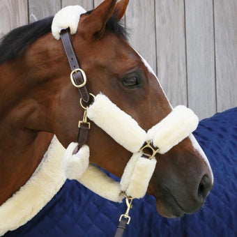 Kentucky Halter Set