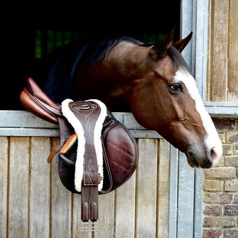 Kentucky Sheepskin Anatomic
