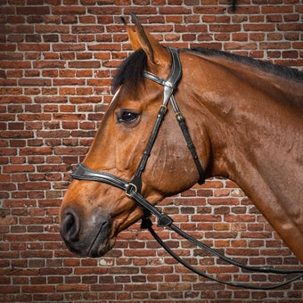 Dyon D Motion hodelag