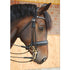 Dyon Dressage Collection Kandar