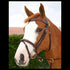 Dyon Fancy Flash Noseband Bridle