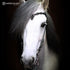 Hrimnir Headstall Heritage H - Lava